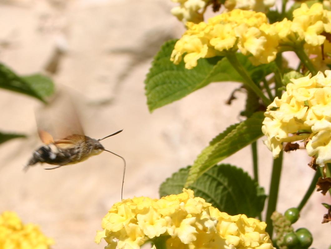 Hemaris ? - Macroglossum stellatarum